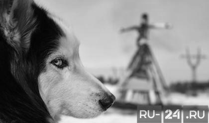 Кинолог опроверг существование опасных пород собак