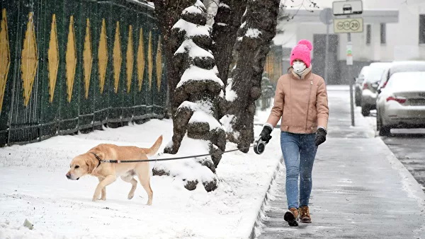 Кинолог рассказал, что делать с собакой в самоизоляции