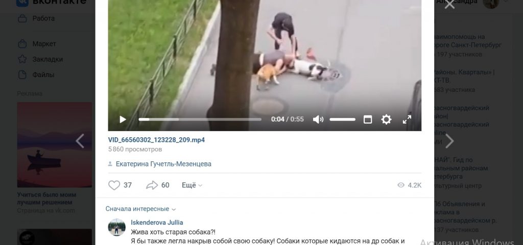 «Безответственных владельцев нельзя допускать к собакам»: кинолог прокомментировал нападение псов на петербуржца, который пытался защитить свою собаку