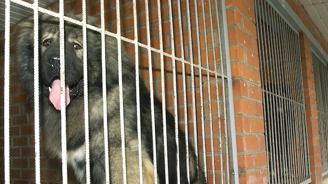 Собаководам затянули ошейник