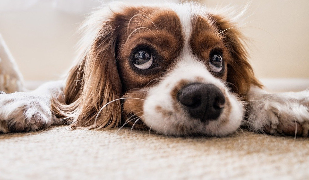 Собаководам рассказали, как вести себя с собакой в местах dog friendly