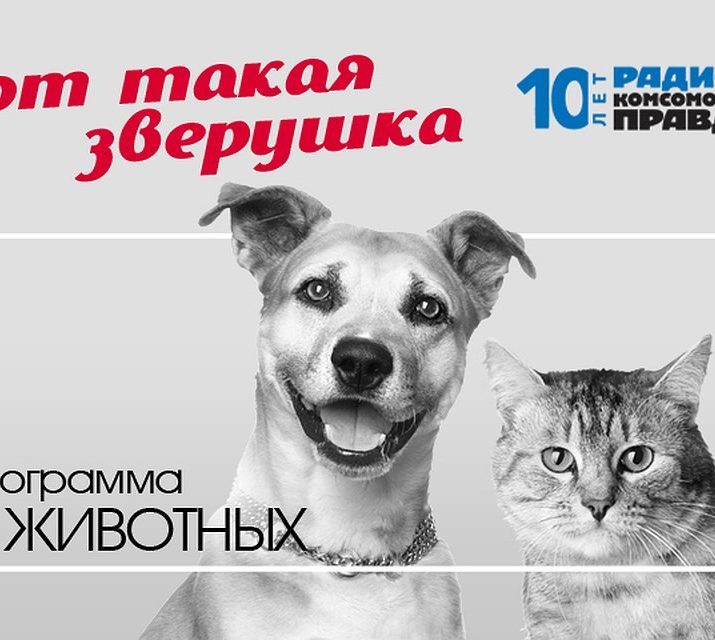 Вот такая зверушка : Ответственное собаководство: как сделать так, чтобы дружбу человека и собаки ничто не омрачало